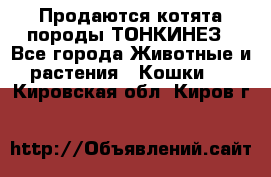 Продаются котята породы ТОНКИНЕЗ - Все города Животные и растения » Кошки   . Кировская обл.,Киров г.
